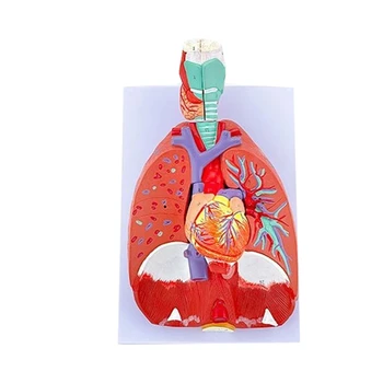 Анатомическая модель легких человека для изучения заболеваний, Анатомическая модель Горла Сердца, легких Показывает Детали системы Трахеи Легких